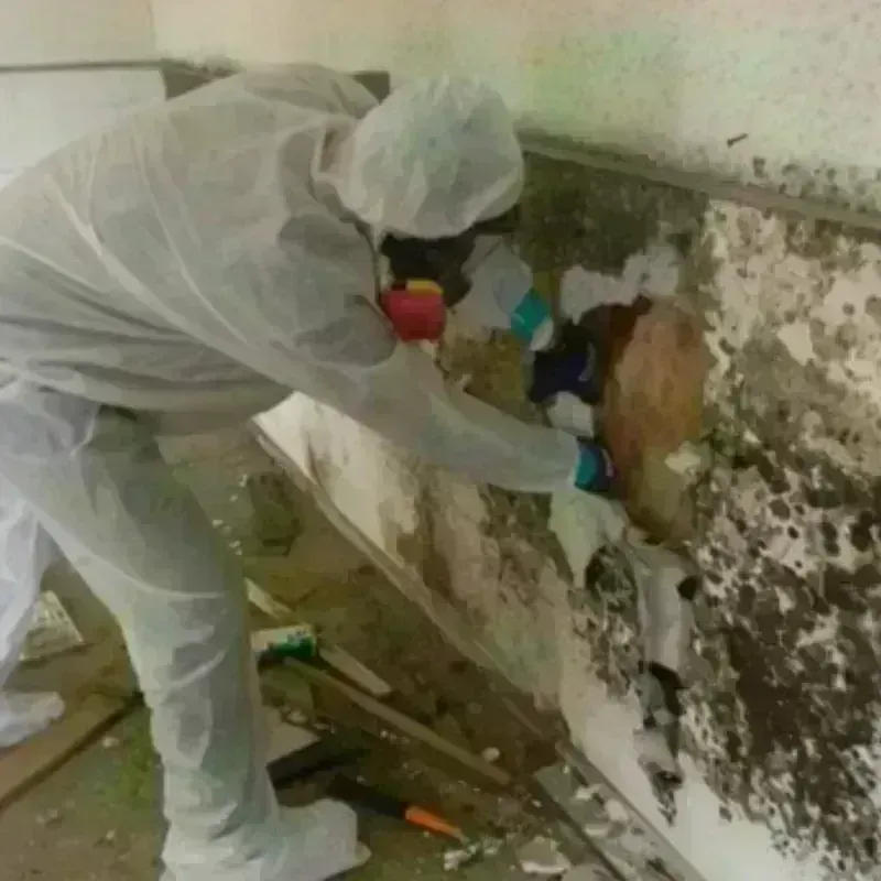 Mold Remediation and Removal in Harrison County, KY